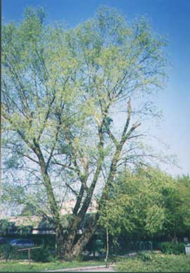vrba