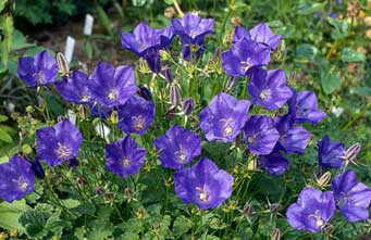 Grmicek_Campanula