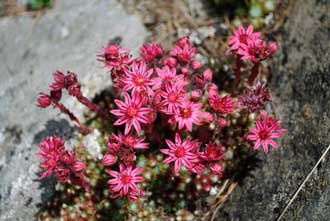 Grmicek_Sempervivum-arachnoideum