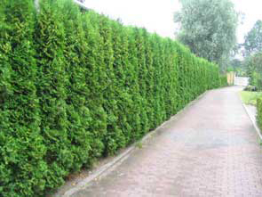 Grmicek_Thuja_occidentalis_smaragd_02