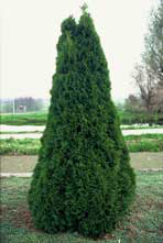 Grmicek_Thuja_occidentalis_smaragd