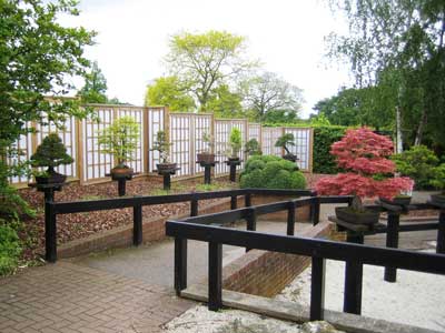 Wisley bonsai