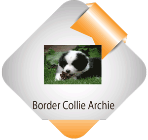 Archie Border Collie