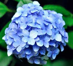 Urejanje vrtov_hydrangea