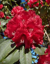 Urejanje vrtov_rhododendron_01